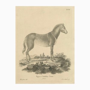 Borifow, cavallo, carta