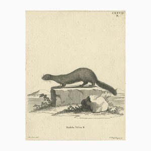 Europäischer Nerz, 1800, Papier