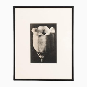 Karl Blossfeldt, Natural Grace, 1942, papel, enmarcado