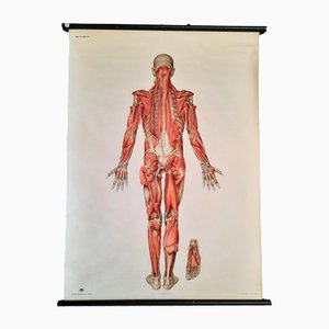 Eastern German Educational Poster of the Human Muscular System in Linen, 1988