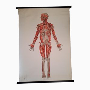 Eastern German Educational Poster of the Human Muscular System in Linen, 1989