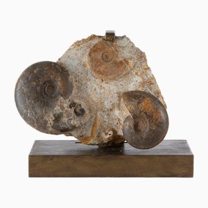 Fossile di ammonite vintage su base in ferro