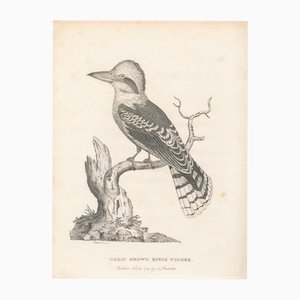 Laughing Kookaburra, Paper