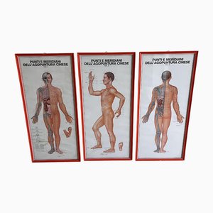 Vintage Chinese Acupuncture Points and Meridian Anatomical Tables, 1960, Set of 3