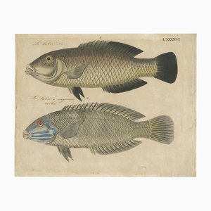 Species of Wrasse Fish Hand-Colored Engravings, 1800s, Set of 2