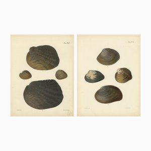 Sowerby, Shell Lithographs Unio Hand-Colored Plates, 1800s, Paper, Framed, Set of 2