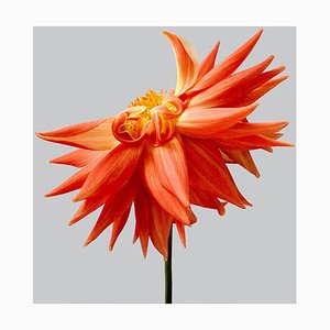 Philip Gatward, Dahlia 14, Archival Pigment Print