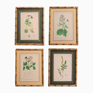 James Sowerby, Botany, 1863, Stampe, Incorniciato, set di 4