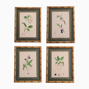 James Sowerby, Botany, 1863, Stampe, Incorniciato, set di 4