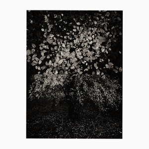 Jaume Llorens Bach, Gaia Diptychon #21, Monochromer Fotodruck