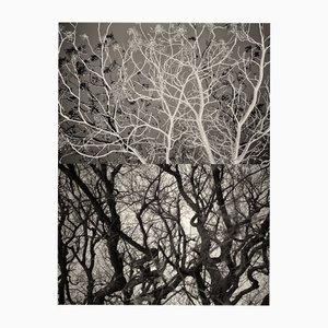 Jaume Llorens Bach, Gaia Diptych #44, Monochrome Photographic Print