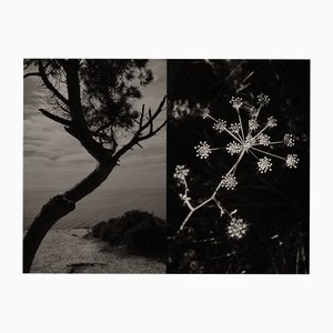 Jaume Llorens Bach, Gaia Diptych #53, Stampa fotografica monocromatica