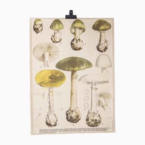 Affiche Éducative Champignon, 1950s