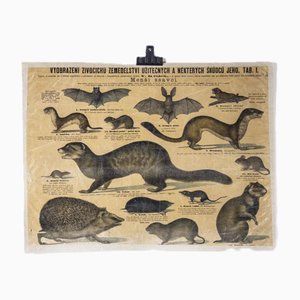Educational Poster of Smaller Mammals, 1930s