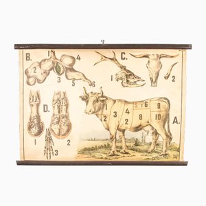Vintage Educational Butchering Chart, Former Czechoslovakia, Early 20th Century