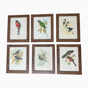 John Gould, Tropical Birds, 1950s, Prints, Framed, Set of 6