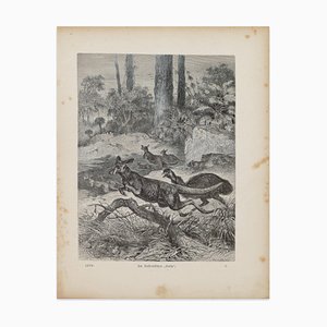 Friedrich Specht 1, Kangaroos in Danger, Lithograph, 1879