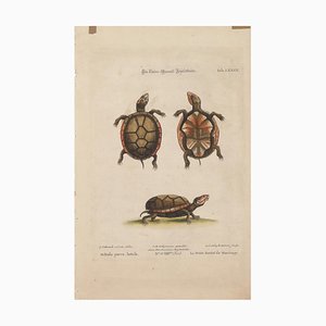 Lithographie George Edwards, Turtles, 19ème Siècle