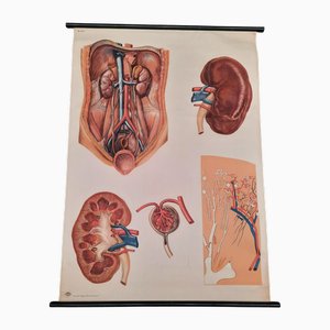 Eastern German Educational Poster of the Human Kidney in Linen, 1988