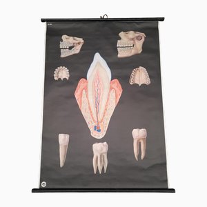 Eastern German Educational Poster of the Human Dentals in Linen, 1988
