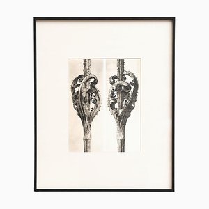 Karl Blossfeldt, Natural Grace, 1942, Photogravure, Framed