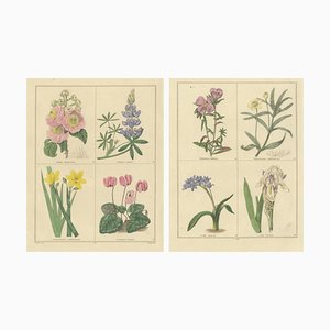 B. Maund, Botanical Illustrations, Hand-Colored Prints, 1836, Set of 2