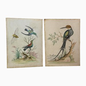 Johann Michael Seligmann, The Black-Bellied Green Hummingbird & The Kingfisher of Suriname with a Swallow's Tail, 1700er, Öl auf Leinwand, 2er Set