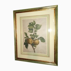 Bessa, Quince, Lithograph