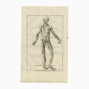 After Eustachi, Anatomy of the Muscular System, 1798, Engraving