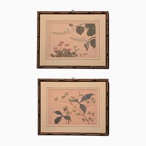 Suzuki Sonoichi e Nakano Sonoaki dopo Sakai Hoitsu, Fiori, anni '50, stampe, con cornice, set di 2