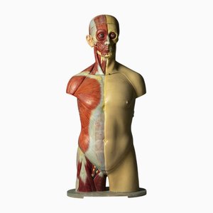 Anatomical Model of a Male Body, 1900s
