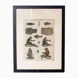 Natural History Illustrations, Coloured Prints, 19th Century, Set of 8