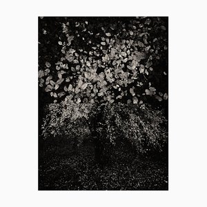 Jaume Llorens Bach, Gaia Diptychon #19, Monochrom Fotodruck