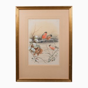 Harry Bright, Finch, 1890er, Aquarell, Gerahmt