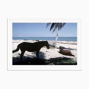 Mosquito Coast Print by Alain Le Garsmeur