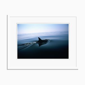 Photographie Dolphin Fin par Tim Graham