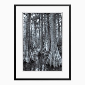 Egret in Trees Print by Tim Graham