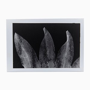 Fotograma Flora en blanco y negro de Enrico Garzaro