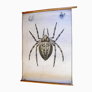 Antique Spider Zoology Poster from Karl Jansky, 1890s