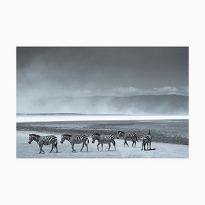 Herd of Zebra Print by Tim Graham