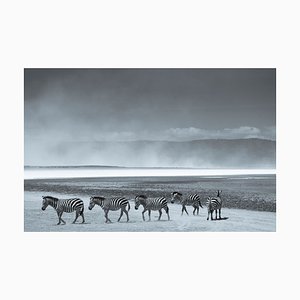 Impresión Herd of Zebra de Tim Graham
