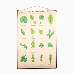 Póster educativo antiguo de las variedades de hojas rígido