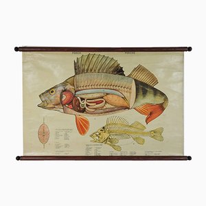 Stampa anatomica vintage di pesce persico, anni '70