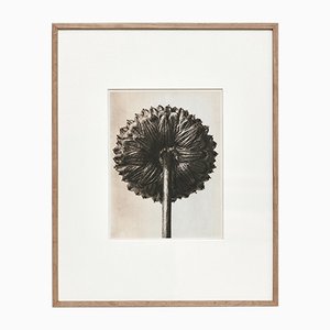 Fotografia botanica in bianco e nero di Karl Blossfeldt, 1942