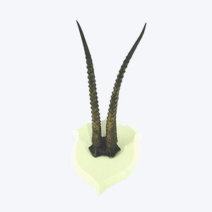 Vintage Antilope Taxidermy Horns