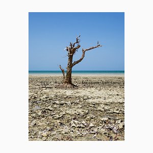 Still Alive, Zanzibar Photograph di Pierre Lesage