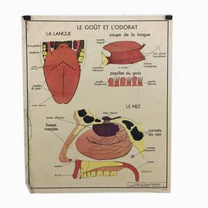 Vintage French No. 19/20 Rossignol School Anatomical Chart, 1960s