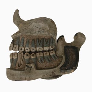 Modello anatomico di mandibola umana di Cauchu, Inghilterra, anni '40