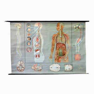 Vintage School Poster of the Nervous System