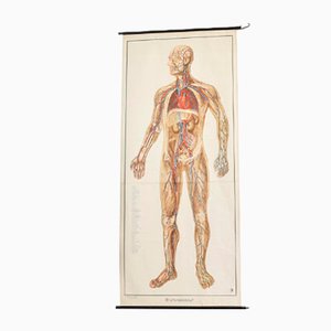 Vintage Anatomical Chart by Dr te Neues
